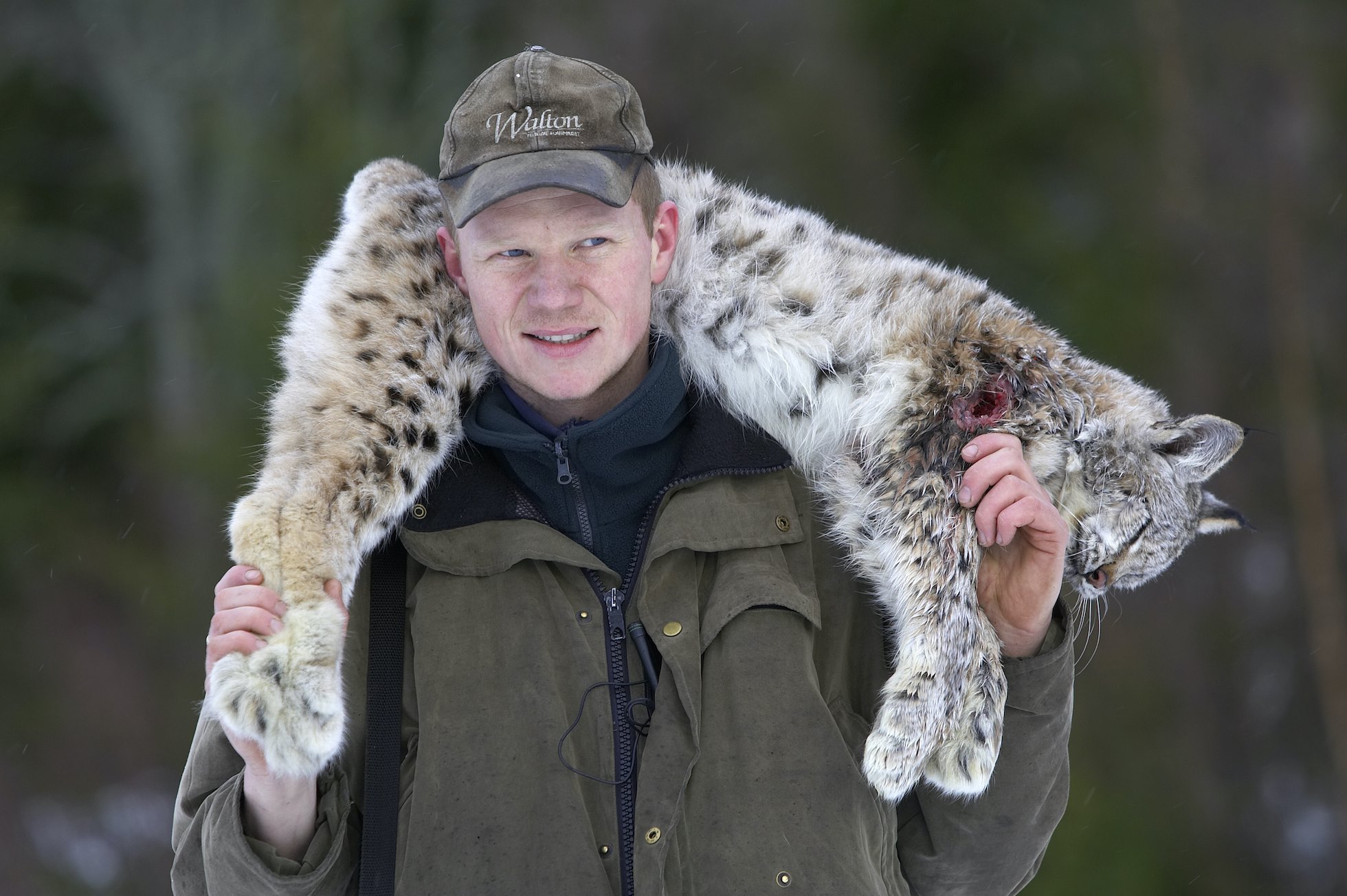 Norwegian hunter with recently shot lynx as part of government quota system, Nord-Trondelag, Norway.